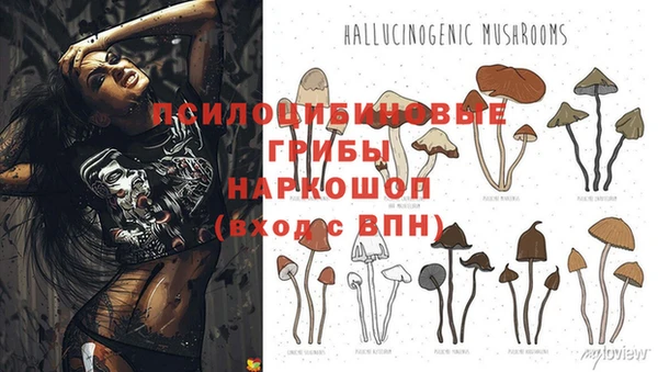крисы Зерноград